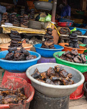 kado fish market